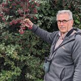 An einer grünen Hecke hängen viele rote Beeren. Thomas Griesohn-Pflieger hält einen Zweig davon in der Hand.