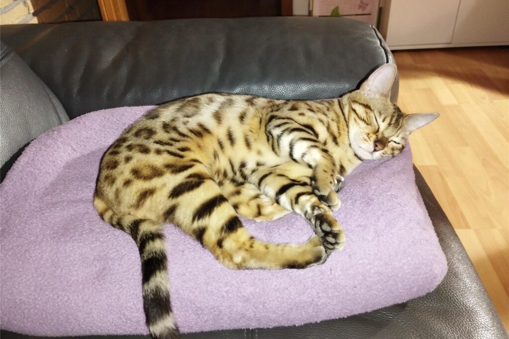 Katze Petra schläft auf einer rosa Decke auf einem Sessel. Katze Petra schläft auf einer rosa Decke auf einem Sessel.