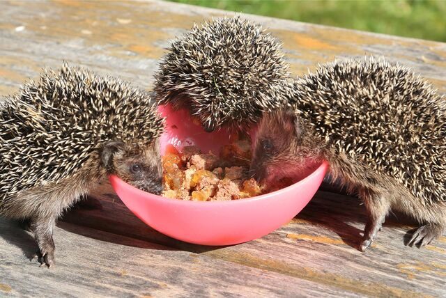 Drei Igel fressen aus einer pinken Schüssel Katzenfutter