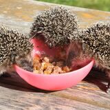 Drei Igel fressen aus einer pinken Schüssel Katzenfutter