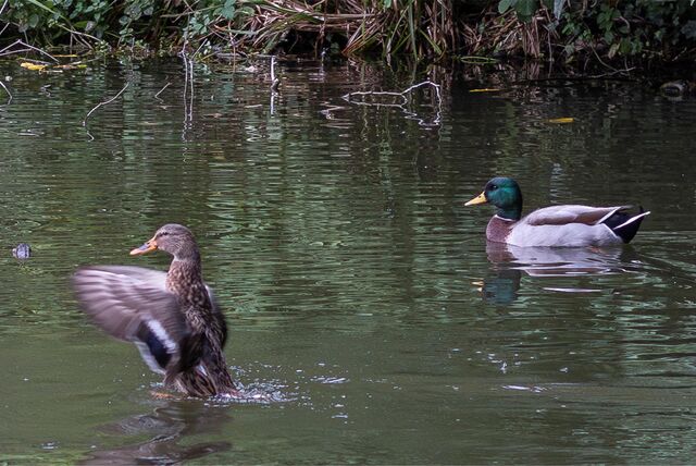 Zwei Enten, die im Teich des Höttingparks in Datteln umherschwimmen.