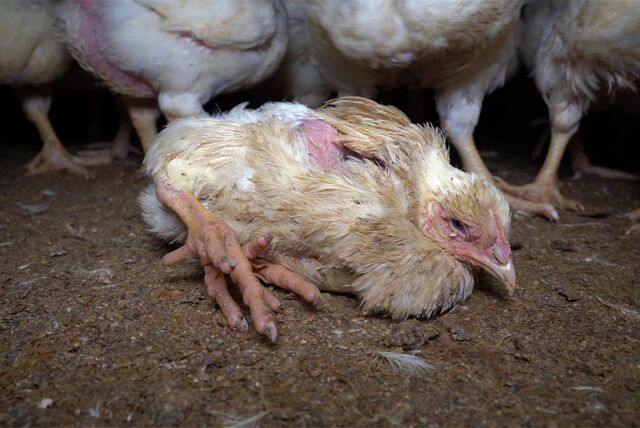 Krankes und abgemagertes Huhn liegt auf dem Boden eines Maststalls.