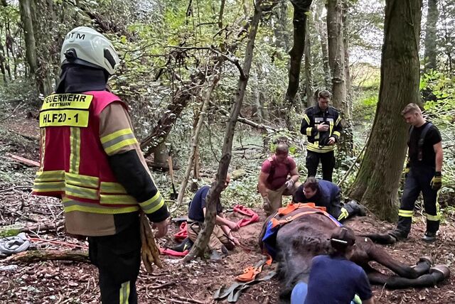 Einsatzkräfte der Feuerwehr Mettmann retten ein Pferd, das in einem Wald in aus ausgetrocknetes Bachbett gerutscht war. Das Tier war in dem unwegsamen Waldstück oberhalb der Meisenburg mit den Hinterläufen in das Flussbett geraten. Die Rettung dauerte wegen des umwegsamen Geländes mehr als drei Stunden.