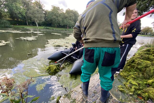 Der Angelverein DoCas-Blinker hat am Samstag den Gondelteich im Castroper Stadtgarten von einem Algenteppich befreit. Die Ehrenamtlichen trieben mit ihrem Schlauchboot und einem Netz die Algen ans Ufer und zogen sie dann aus dem Wasser.