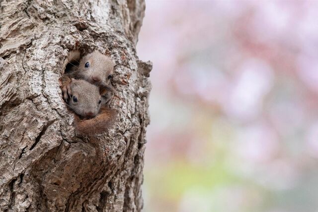 zwei eichhörnchen in einem baum