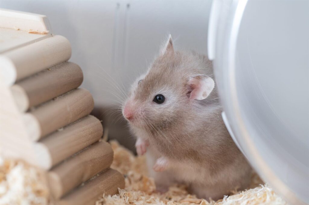 hamster in einem käfig