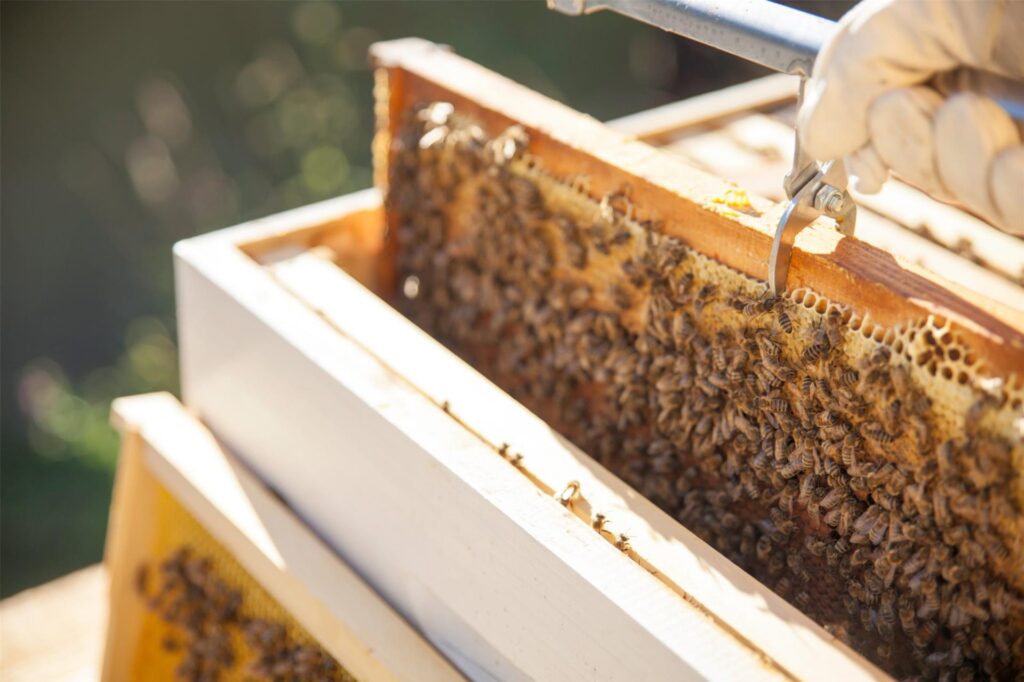 bienen an waben