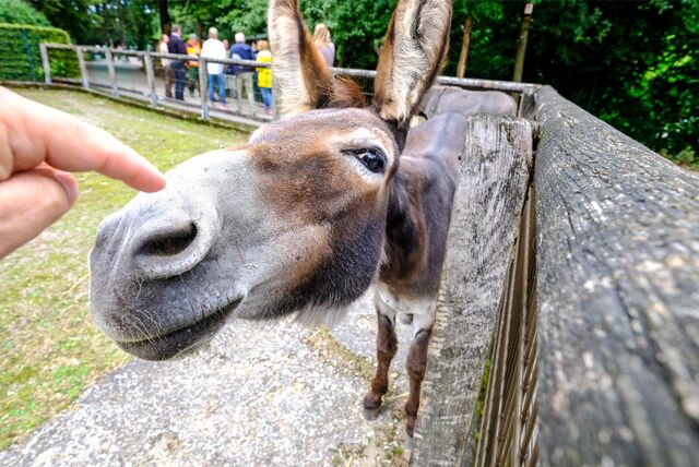 Ein Zwergesel im Tierpark Recklinghausen