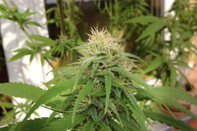 Cannabis-Pflanze
