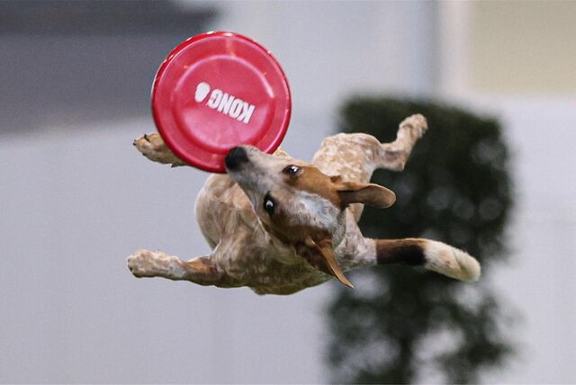 Wahnsinn, wie die Hunde beim Frisbee durch die Luft fliegen und ihre Körper verdrehen, um die flache Scheibe zu schnappen.