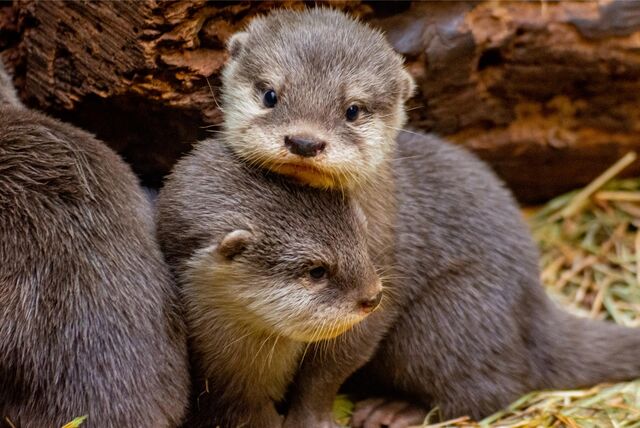 Der Dortmunder Zoo bleibt am Samstag geschlossen. Der Deutsche Wetterdienst (DWD) warnte am vor Sturmböen in Dortmund.