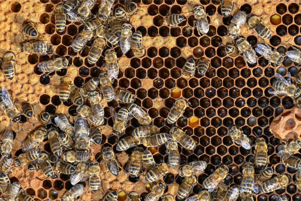 Bienen krabbeln über Waben.