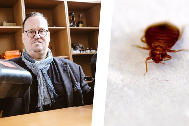 Links: Schädlingsbekämpfer Martin Bettsteller, rechts: eine rotbraune Bettwanze