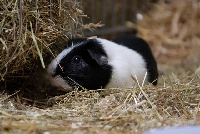 Ein Meerschweinchen ist in Iserlohn-Letmathe aus einer Gartenhütte gestohlen worden.