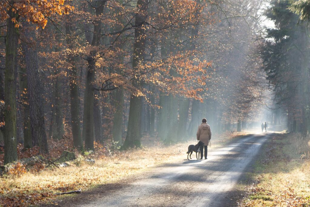 frau geht mit hund im wald spazieren frau geht mit hund im wald spazieren
