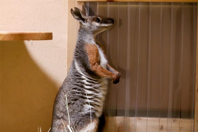 Die Kosten des neuen Kängurugeheges im Dortmunder Zoo verdoppeln sich auf eine Million Euro.
