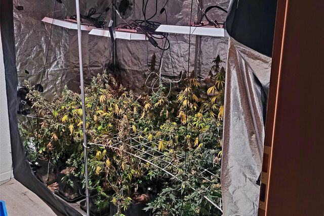 Nach dem illegalen Anbau von Cannabispflanzen in einem „Growzelt“ ist ein 57-jähriger Drogenzüchter aus Herne zu einer Haftstrafe verurteilt worden.  (Symbolbild)