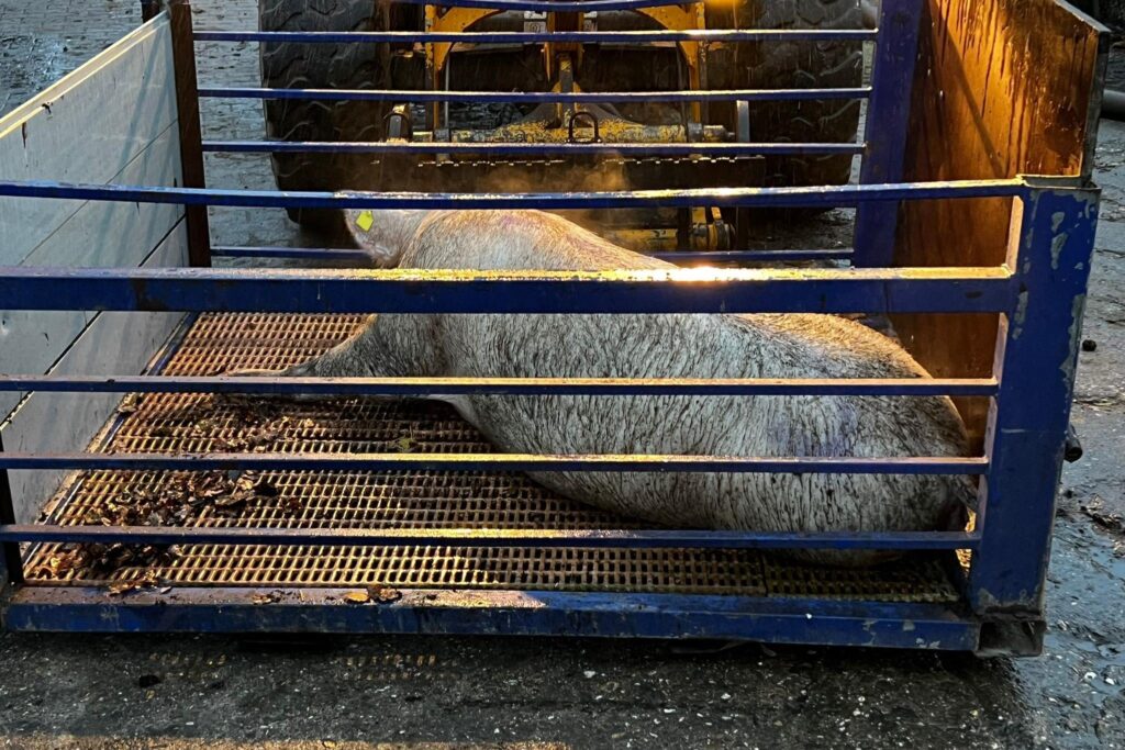 Der Tierarzt vergewisserte sich noch in der Transportbox wo das Tier abgelegt wurde, dass es ihm nach der Rettung gut ging. Der Tierarzt vergewisserte sich noch in der Transportbox wo das Tier abgelegt wurde, dass es ihm nach der Rettung gut ging.
