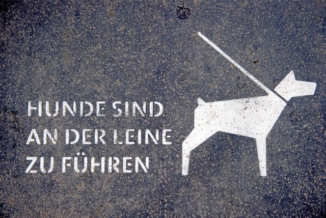 Ein Boden-Tattoo zeigt einen Hund und die Worte „Hunde sind an der Leine zu führen“