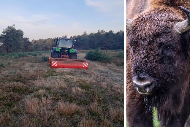Gezielte Pflege: Ohne Rückschnitt würde die wertvolle Heidefläche verbuschen,  daher kam ein Mulchgerät mit Auffangkorb zum Einsatz. Künftig könnten Tiere diese Arbeit erledigen.