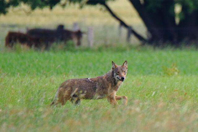 Ein spektakuläres Foto aus Lavesum hat der Recklinghäuser Naturfotograf Christian Henrich geschossen. Er ist sicher, dass er einen echten Wolf vor der Kameralinse hatte.