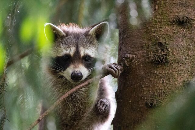Ein Waschbär blickt durch die Zweige eines Baumes.