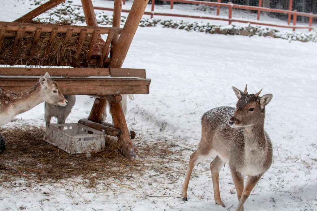 Rehe am Futtertrog Rehe am Futtertrog