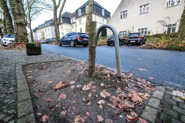 Hüfthoher Baumstumpf einer Platane an der Cäcilienhöhe.