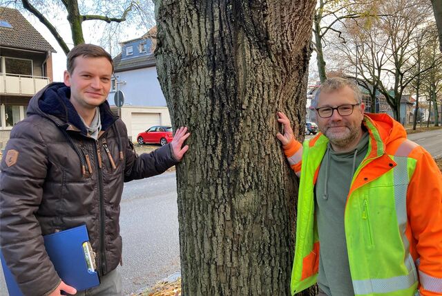 Für Klimaschutz und Nachhaltigkeit: Die Baumkontrolleure Hendrik Fröscher (l.) und Boris Willuweit nehmen auch diese 100-jährige Silberlinde an der Carl-Duisberg-Straße regelmäßig in Augenschein.