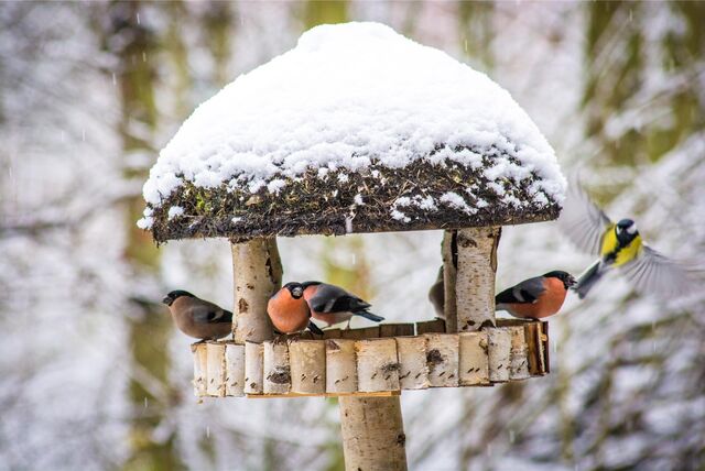 vögel in einer futterstation, die mit schnee bedeckt ist