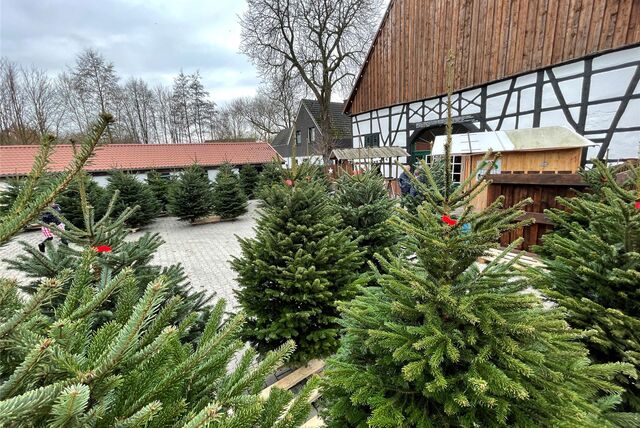 Weihnachtsbäume, die vor einem Haus auf einem Hof stehen.