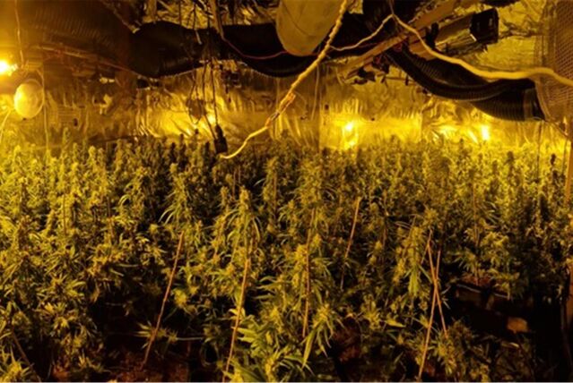 Eine Cannabis-Plantage in Recklinghausen.