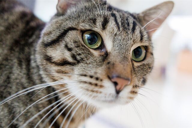 Katze guckt in die Kamera
