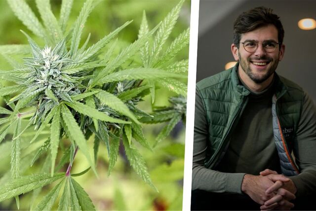 Die Montage zeigt eine Cannabis-Pflanze und Dr. Alessandro Rossoni, Geschäftsführer einer pharmazeutischen Firma für medizinisches Cannabis aus Recklinghausen.