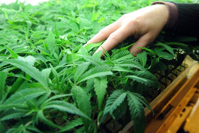 Eine osteuropäische Drogenschmugglerbande soll in Herne und Umgebung jahrelang XXL-Geschäfte mit Marihuana abgewickelt haben. (Symbolbild)