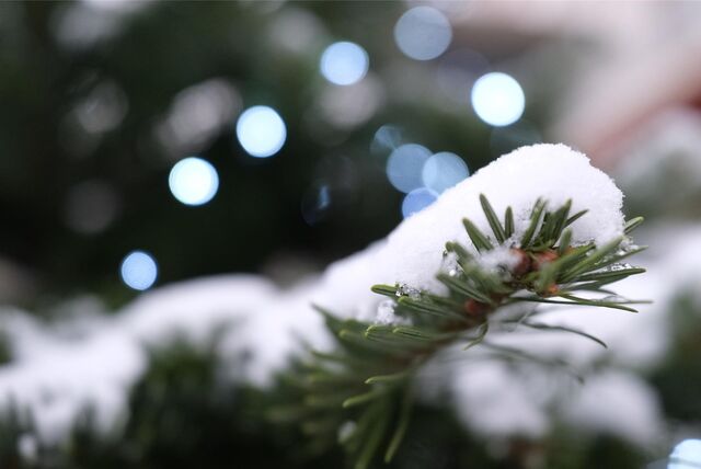 Schnee liegt auf den Zweigen einer Weihnachtstanne.