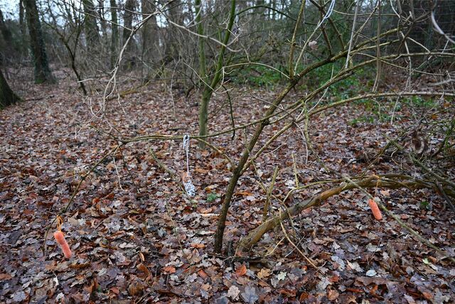 In einem Dorstener Waldstück hängen einige Dinge in Bäumen, die man für gefährliche Hundeköder halten könnte.