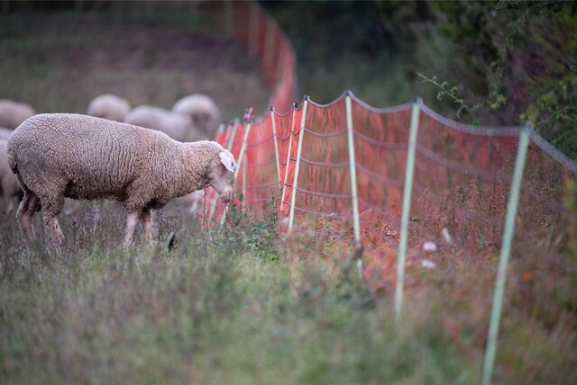 Ein Schaf grast auf einer Weide an einem Weideschutzzaun. Die Allgemeinverfügung des Kreises Wesel begründet, warum Herdenschutz im Falle von Gloria nicht funktioniert.