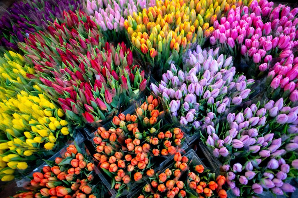 Auf dem Holland-Markt 2024 NRW werden bunte Tulpen verkauft. Auf dem Holland-Markt 2024 NRW werden bunte Tulpen verkauft.