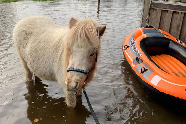 Pony Lukas ist eigentlich wasserscheu.