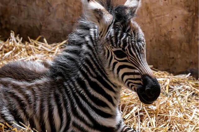 Das frischgeborene Zebra-Fohlen von Steppenzebra-Stute Frigga.