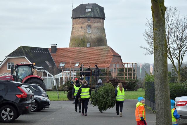 Weihnachtsbäume werden abgeholt und auf einen Trecker geladen