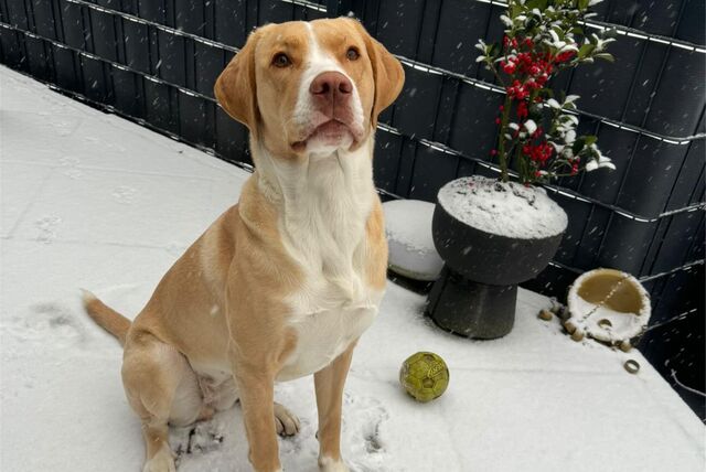 Hund Mila liebt es mit dem Ball zu spielen – vor allem wenn es geschneit hat, so ihre Besitzerin Aslihan Dernek.