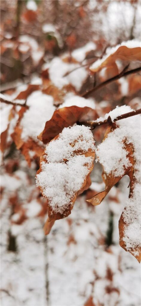Der Schnee zaubert auch im Rahmer Wald in Dortmund Huckarde.