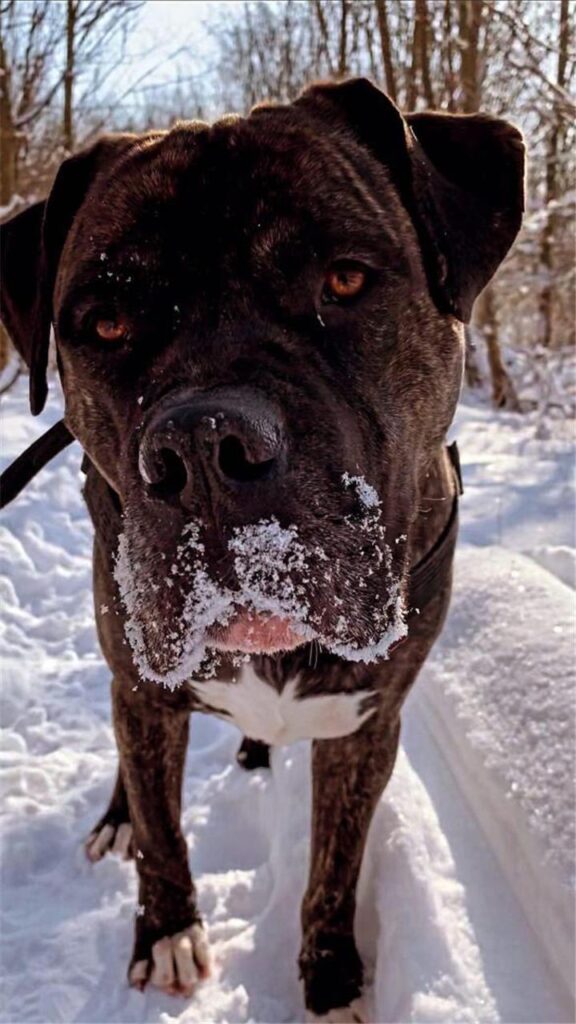 Hund Zirak hat Spaß im Schnee.
