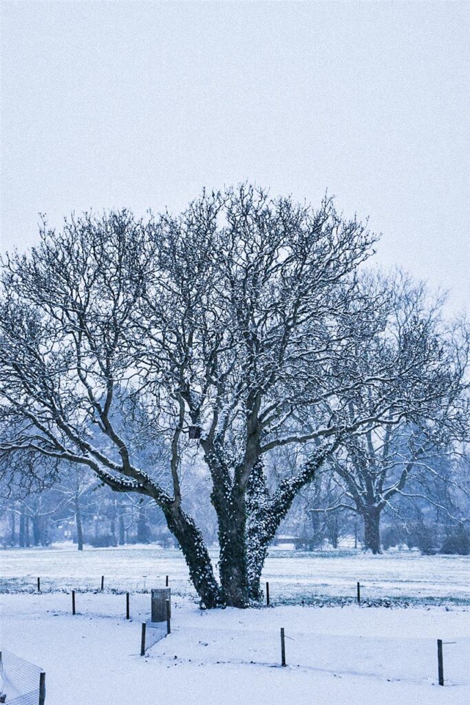 „Einige Schneeimpressionen aus dem Westfalenpark", Jennifer Wulf.