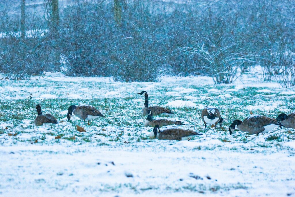 „Einige Schneeimpressionen aus dem Westfalenpark", Jennifer Wulf.
