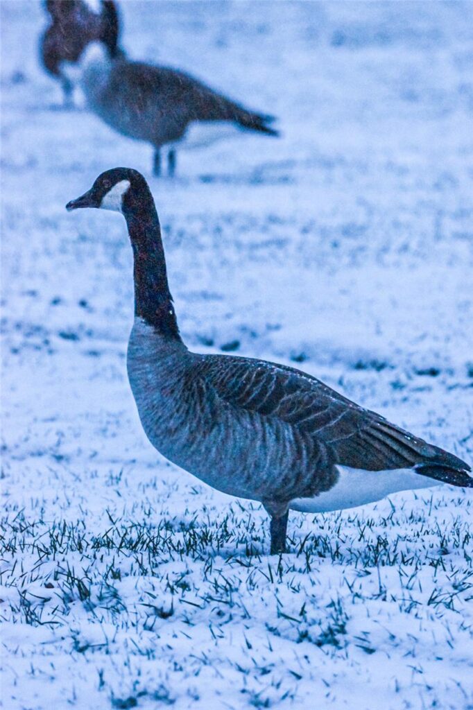 „Einige Schneeimpressionen aus dem Westfalenpark", Jennifer Wulf.