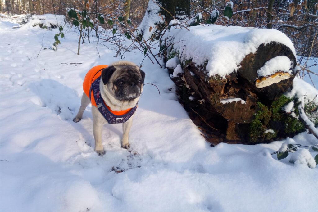 Ralf Sorgatz genießt den Schnee mit seinem Hund in Dortmund Kruckel.