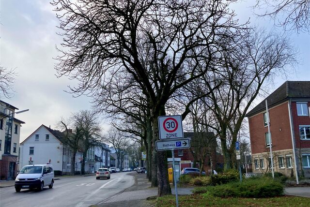 Kastanien an der Hochstraße nahe dem Rathaus